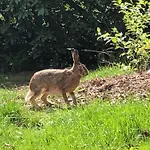 Geraeumiges Mitten Im Wald By Interhome Holiday home *