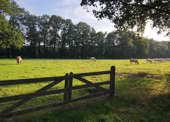 Semesterbostad Geraeumiges Mitten Im Wald By Interhome *