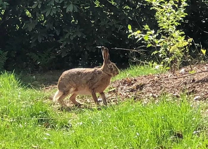 Geraeumiges Mitten Im Wald By Interhome Ferienhaus *